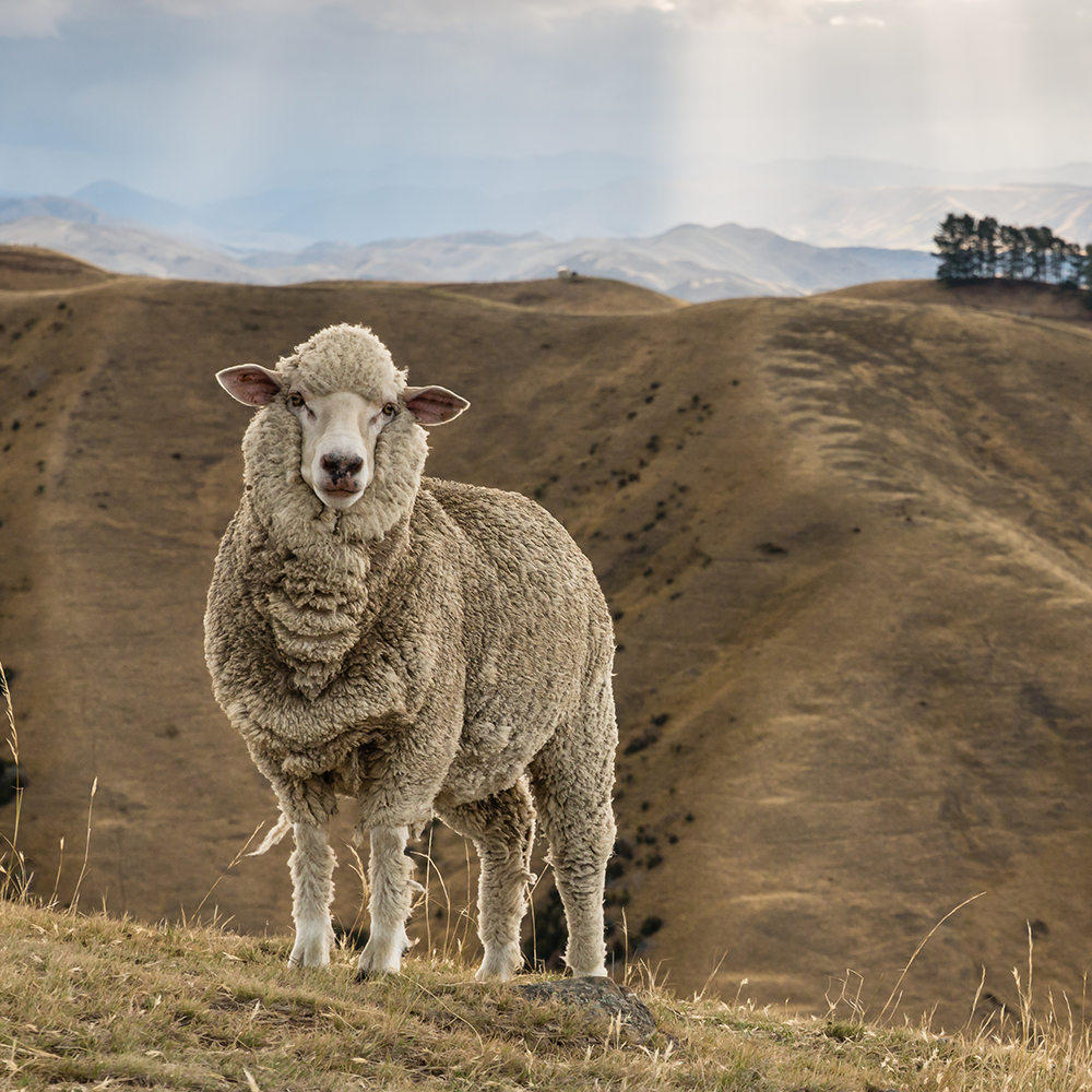 Why should you sleep in wool?