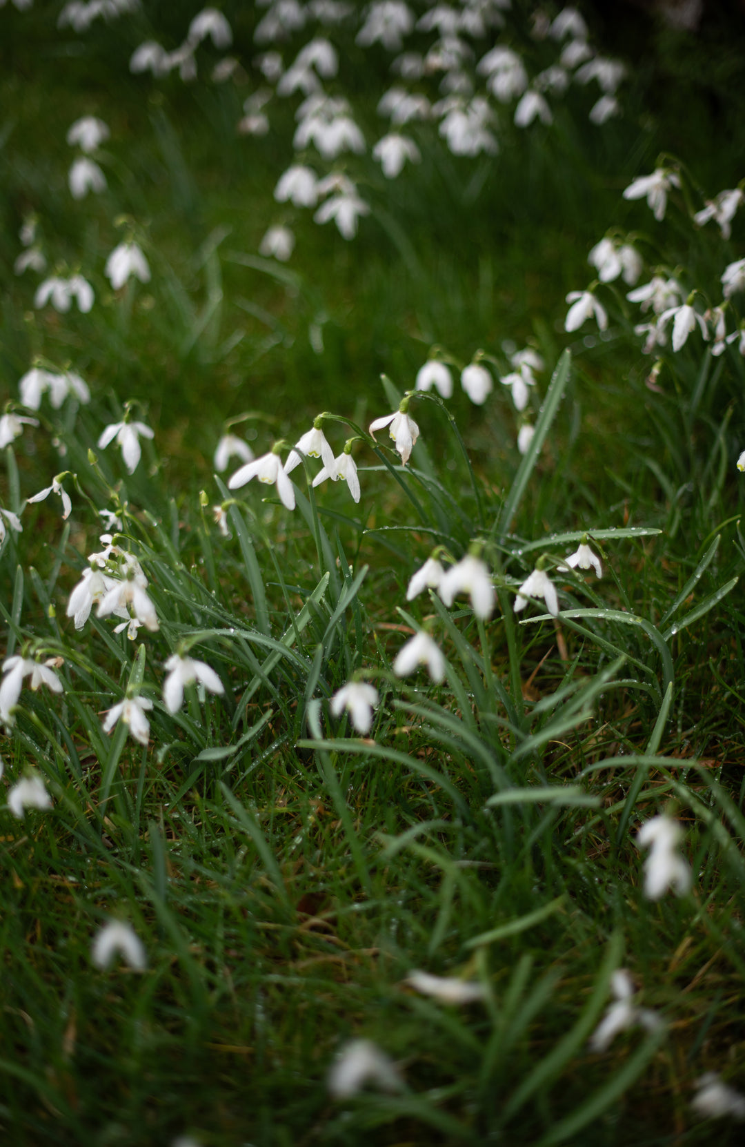 White flowers (likely snowdrops) on a grassy field