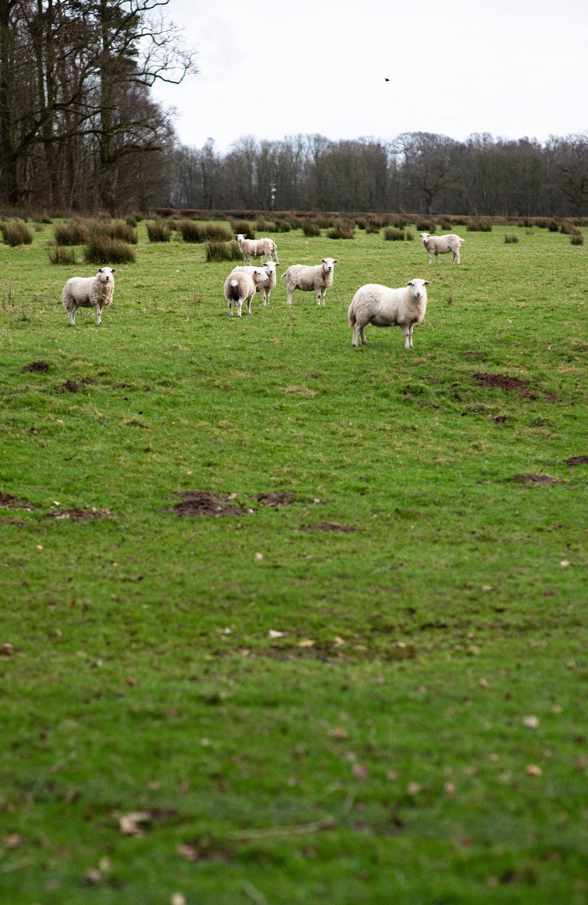 British wool origins