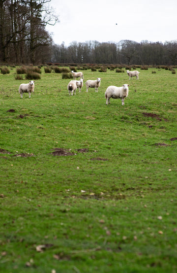 British wool origins