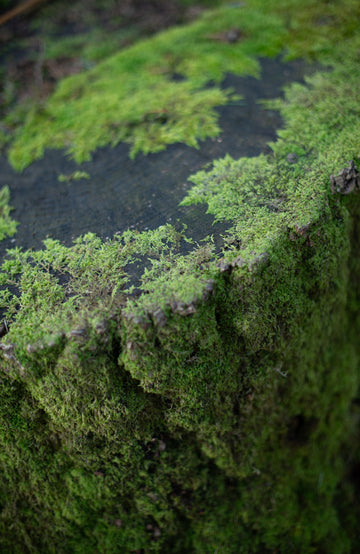 Close-up of a moss-covered tree surface