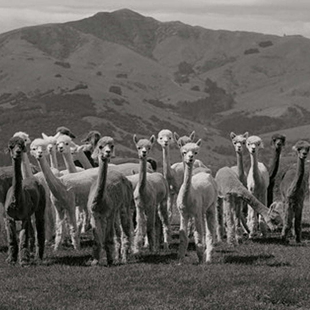 sustainable fashion