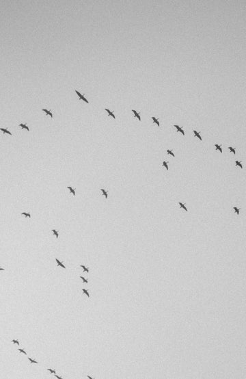 Flock of birds flying in a V-formation against a gray sky Paul James knitwear, Autumn Winter Shoot