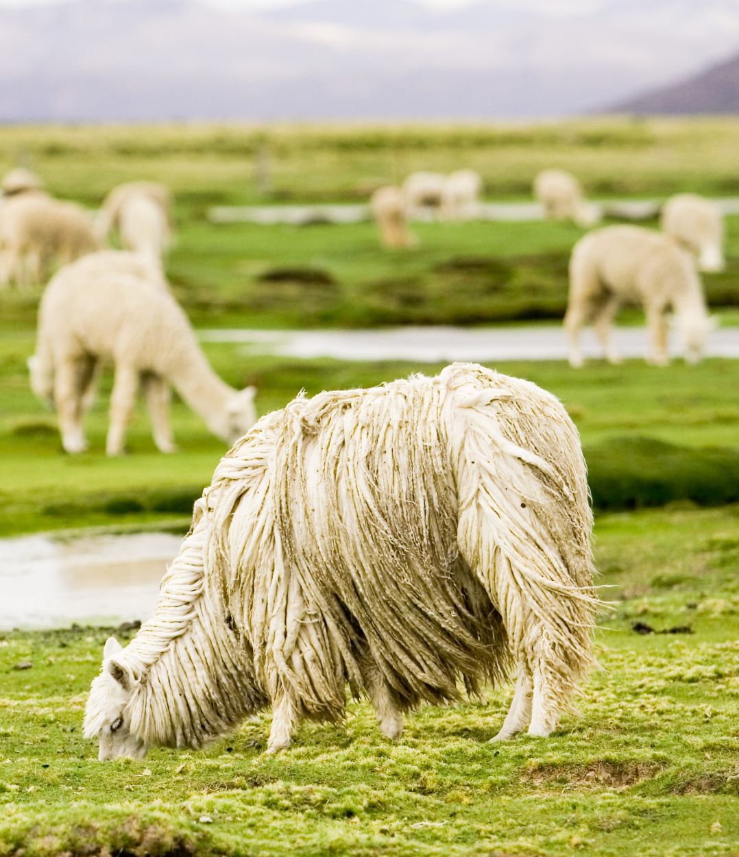 Alpaca Yarn