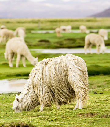 Alpaca Yarn