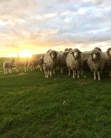 British wool origins