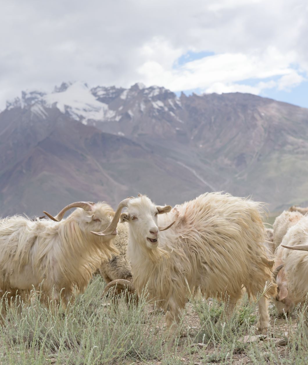 Cashmere Yarn