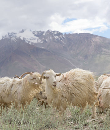 Cashmere Yarn