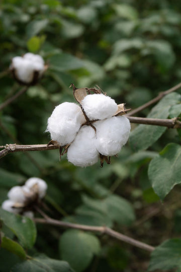Cotton Yarn