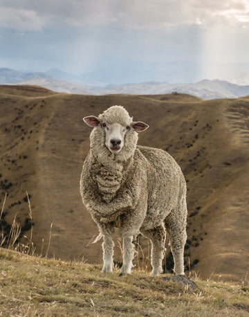 Merino Wool Yarn
